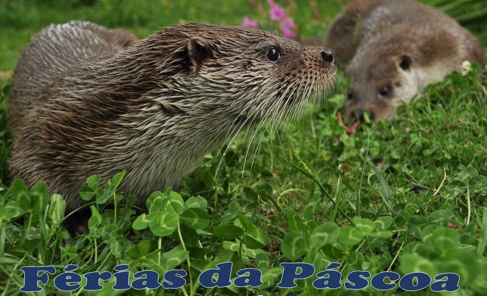 F rias da pascoa 2018 aquamuseu 1 980 2500