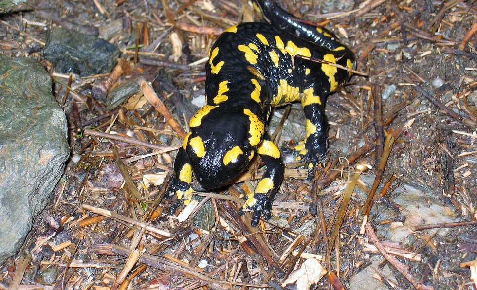 Salamandra3 1 980 2500