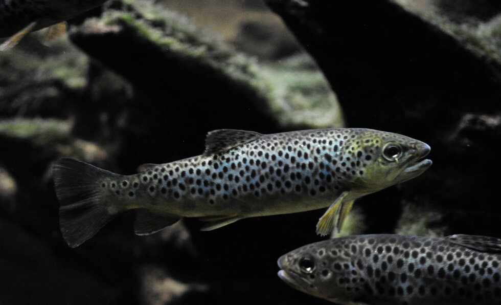 Truta mariscaa 1 980 2500