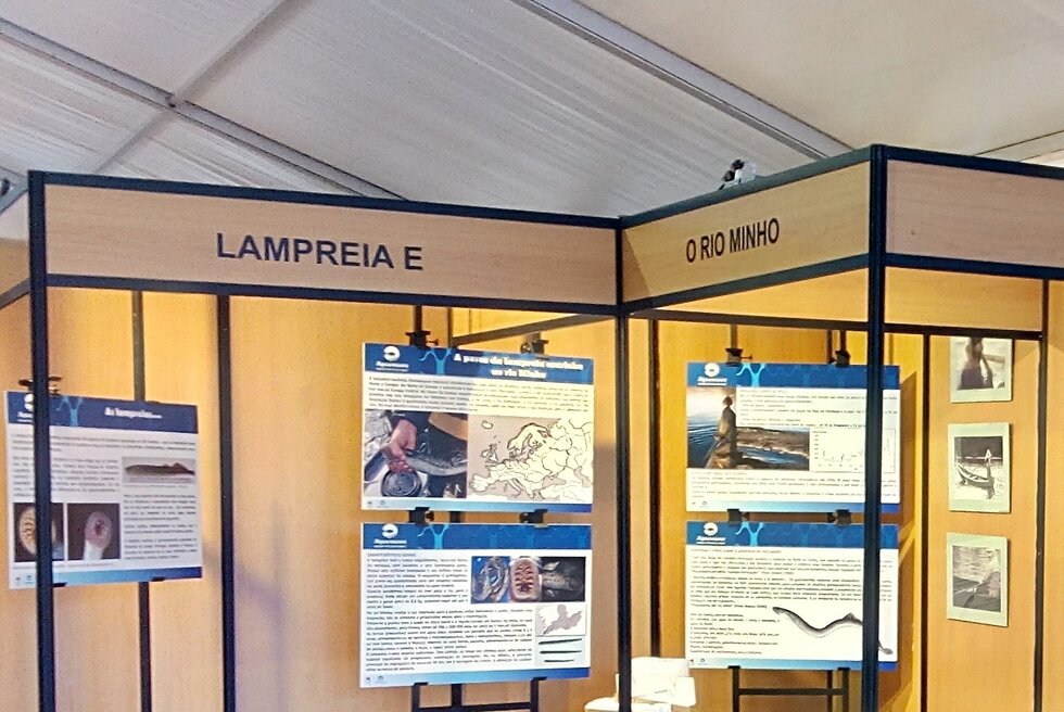 Sabores da lampreia valen a 1 980 2500