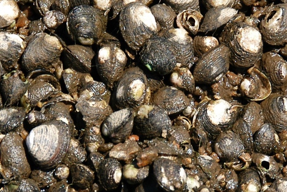 Corbicula2 1 980 2500