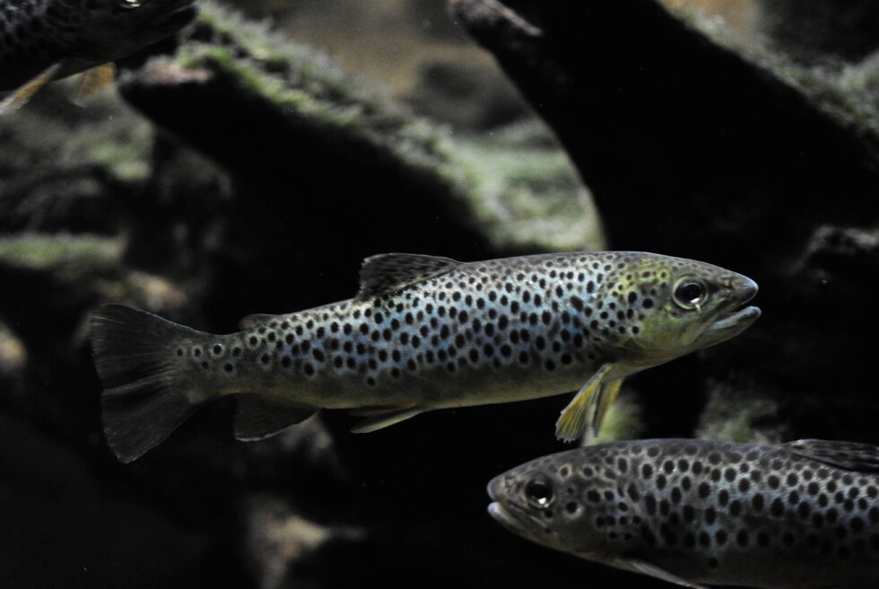 Truta marisca 1 980 2500