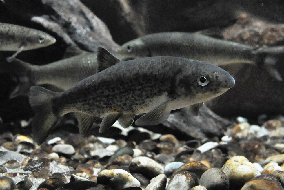 Boga 1 980 2500