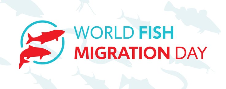 Peixes_migradores1