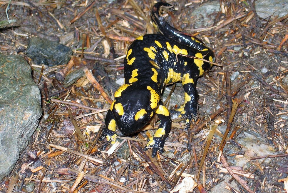 Salamandra3 1 980 2500